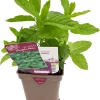 Castorama Plante D'extérieur Type Menthe Verte En Pot De 0,5 L 2 Castorama Plante D'extérieur Type Menthe Verte En Pot De 0,5 L -Terreau, gazon, traitement, végétal, semence Soldes Boutique plante d exterieur type menthe verte en pot de 0 5 l3327190363201 01c FR CF
