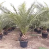 Castorama Plante D'extérieur Type Phoenix Canariensis Hauteur 160 à 180 Cm En Pot De 18 L -Terreau, gazon, traitement, végétal, semence Soldes Boutique plante d exterieur type phoenix canariensis hauteur 160 a 180 cm en pot de 18 l8436565890480 01c FR CF
