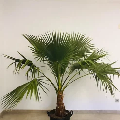 Castorama Plante D'extérieur Type Washingtonia Robusta Hauteur 60 à 80 Cm En Pot De 15 L