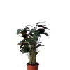 Castorama Plante D'intérieur En Pot Calathea H.120 Cm -Terreau, gazon, traitement, végétal, semence Soldes Boutique plante d interieur en pot calathea h 120 cm5063022013057 01c FR CF