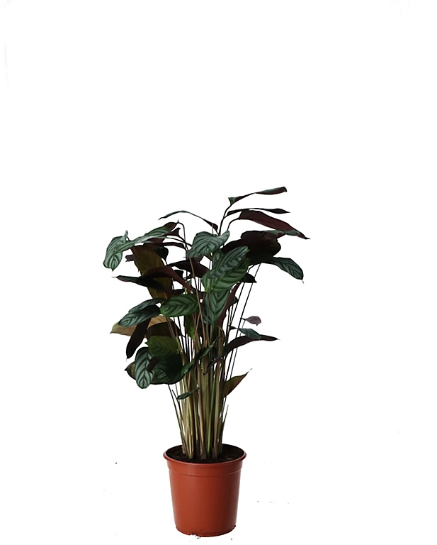 Castorama Plante D'intérieur En Pot Calathea H.120 Cm 3 Castorama Plante D'intérieur En Pot Calathea H.120 Cm