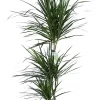 Castorama Plante D'intérieur En Pot Dragonnier De Madagascar Dracaena Marginata 3 Tiges H.145 Cm 1 Castorama Plante D'intérieur En Pot Dragonnier De Madagascar Dracaena Marginata 3 Tiges H.145 Cm -Terreau, gazon, traitement, végétal, semence Soldes Boutique plante d interieur en pot dragonnier de madagascar dracaena marginata 3 tiges h 145 cm5063022013019 01c FR CF