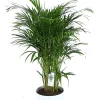 Castorama Plante D'intérieur En Pot Dypsis Lutescens Palmier Papillon H.130 Cm 1 Castorama Plante D'intérieur En Pot Dypsis Lutescens Palmier Papillon H.130 Cm -Terreau, gazon, traitement, végétal, semence Soldes Boutique plante d interieur en pot dypsis lutescens palmier papillon h 130 cm5063022013026 01c FR CF