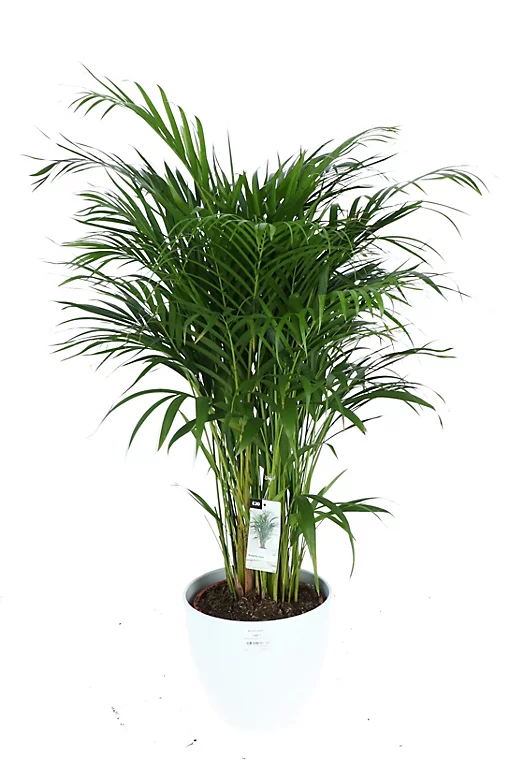 Castorama Plante D'intérieur En Pot Dypsis Lutescens Palmier Papillon H.130 Cm 3 Castorama Plante D'intérieur En Pot Dypsis Lutescens Palmier Papillon H.130 Cm
