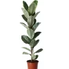 Castorama Plante D'intérieur En Pot Ficus Elastica Tineke H.145 Cm