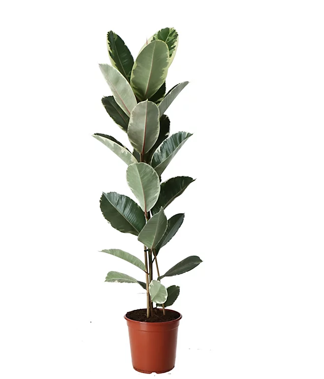 Castorama Plante D'intérieur En Pot Ficus Elastica Tineke H.145 Cm 3 Castorama Plante D'intérieur En Pot Ficus Elastica Tineke H.145 Cm