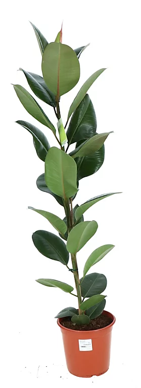 Castorama Plante D'intérieur Ficus Elastica Robusta H.145 Cm 3 Castorama Plante D'intérieur Ficus Elastica Robusta H.145 Cm