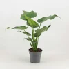Castorama Plante En Pot Alocasia Mix ∅12 Cm -Terreau, gazon, traitement, végétal, semence Soldes Boutique plante en pot alocasia mix 12 cm5059340224930 01c fr cf