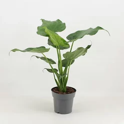 Castorama Plante En Pot Alocasia Mix ∅12 Cm