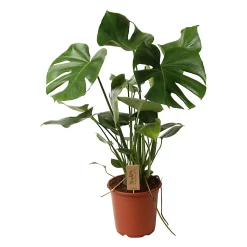 Castorama Plante En Pot Monstera ∅12 Cm