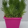 Castorama Plante Grasse En Pot Ø 20 Cm