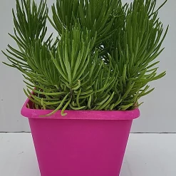 Castorama Plante Grasse En Pot Ø 20 Cm