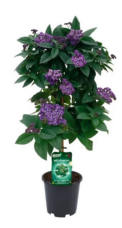 Castorama Plante Héliotropium Peruvianum Tige 19 3 Castorama Plante Héliotropium Peruvianum Tige 19