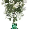Castorama Plante Solanum Jasminoides Tige Blanc 19 1 Castorama Plante Solanum Jasminoides Tige Blanc 19 -Terreau, gazon, traitement, végétal, semence Soldes Boutique plante solanum jasminoides tige blanc 193533840470483 01c fr cf