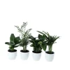 Castorama Plante Verte 12cm Avec Pot Blanc (x 4) 2 Castorama Plante Verte 12cm Avec Pot Blanc (x 4) -Terreau, gazon, traitement, végétal, semence Soldes Boutique plante verte 12cm avec pot blanc x 4 8720053842199 01c FR CF