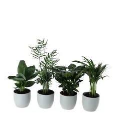 Castorama Plante Verte 12cm Avec Pot Gris (x 4)
