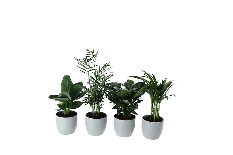 Castorama Plante Verte 12cm Avec Pot Gris (x 4) 3 Castorama Plante Verte 12cm Avec Pot Gris (x 4)