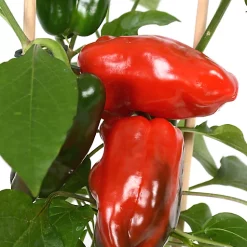 Castorama Poivron Pick & Joy, Pot 14 Cm