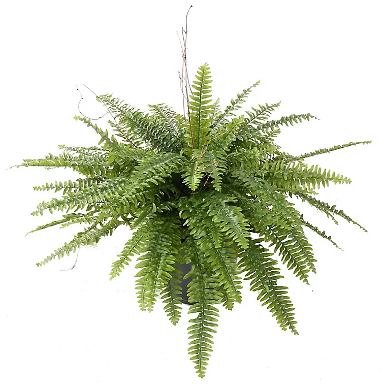 Castorama Pot Fougère Boston Géant Artificielle 3 Castorama Pot Fougère Boston Géant Artificielle