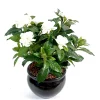 Castorama Pot Gardenia Artificiel -Terreau, gazon, traitement, végétal, semence Soldes Boutique pot gardenia artificiel3700543500322 01c FR CF