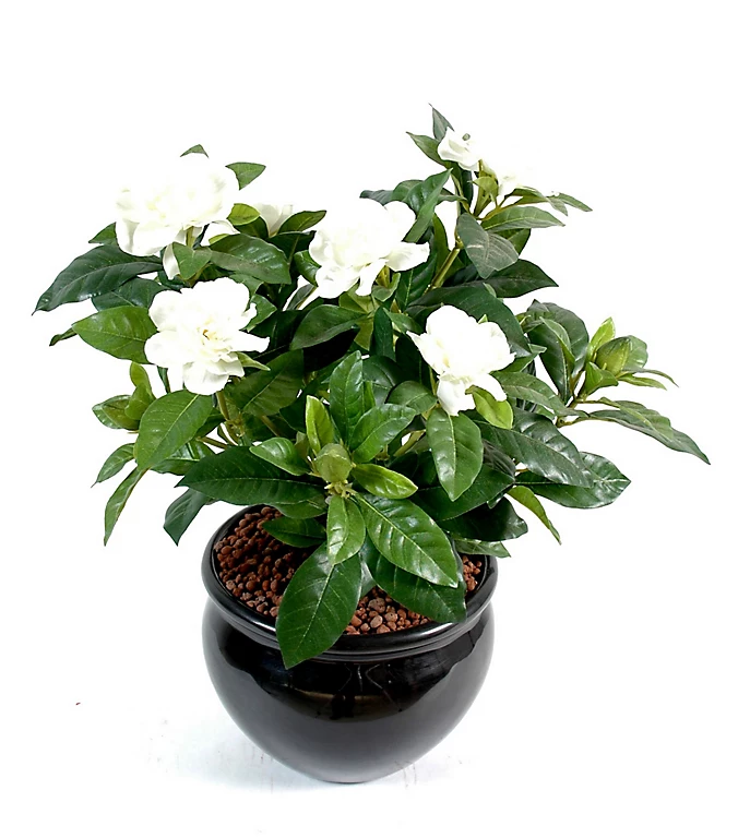 Castorama Pot Gardenia Artificiel 3 Castorama Pot Gardenia Artificiel