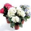 Castorama Pot Hortensia Artificiel 5 Têtes