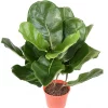 Castorama Pot Lyrata Artificiel 2 Castorama Pot Lyrata Artificiel -Terreau, gazon, traitement, végétal, semence Soldes Boutique pot lyrata artificiel3700543500124 01c FR CF