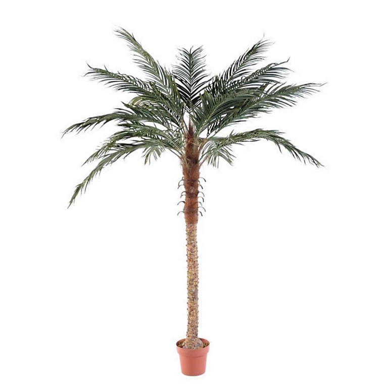 Castorama Pot Phoenix Palm H.210 Cm 3 Castorama Pot Phoenix Palm H.210 Cm