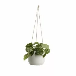 Castorama Pothos Tacheté, Pot En Céramique Suspendu, 13cm