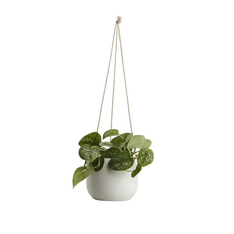 Castorama Pothos Tacheté, Pot En Céramique Suspendu, 13cm 3 Castorama Pothos Tacheté, Pot En Céramique Suspendu, 13cm