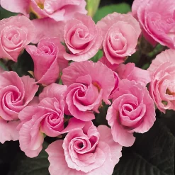 Castorama Primevère Primlet En Pot 13 Cm