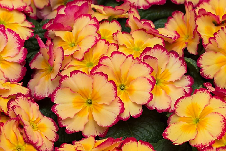 Castorama Primevère Rhubarbe Et Crème 6 Pots 3 Castorama Primevère Rhubarbe Et Crème 6 Pots