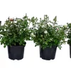 Castorama Rosier, Pot 5L 2 Castorama Rosier, Pot 5L -Terreau, gazon, traitement, végétal, semence Soldes Boutique rosier pot 5l5059340082967 02c