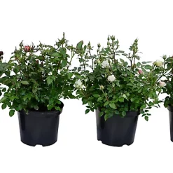 Castorama Rosier, Pot 5L