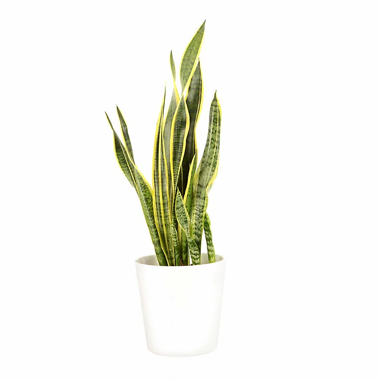 Castorama Sanseveria 21cm Avec Cache Pot Blanc 3 Castorama Sanseveria 21cm Avec Cache Pot Blanc