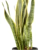 Castorama Sanseveria 21cm Avec Cache Pot Pierre 2 Castorama Sanseveria 21cm Avec Cache Pot Pierre -Terreau, gazon, traitement, végétal, semence Soldes Boutique sanseveria 21cm avec cache pot pierre8720053841888 01c FR CF