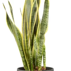 Castorama Sanseveria 21cm Avec Cache Pot Pierre