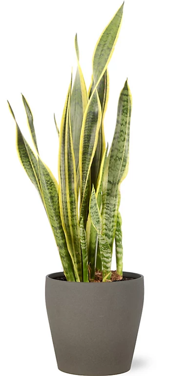 Castorama Sanseveria 21cm Avec Cache Pot Pierre 3 Castorama Sanseveria 21cm Avec Cache Pot Pierre