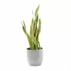 Castorama Sanseveria 21cm Avec Cache Pot Rayures Grises 1 Castorama Sanseveria 21cm Avec Cache Pot Rayures Grises -Terreau, gazon, traitement, végétal, semence Soldes Boutique sanseveria 21cm avec cache pot rayures grises8720053841871 01c FR CF