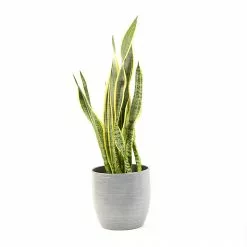 Castorama Sanseveria 21cm Avec Cache Pot Rayures Grises