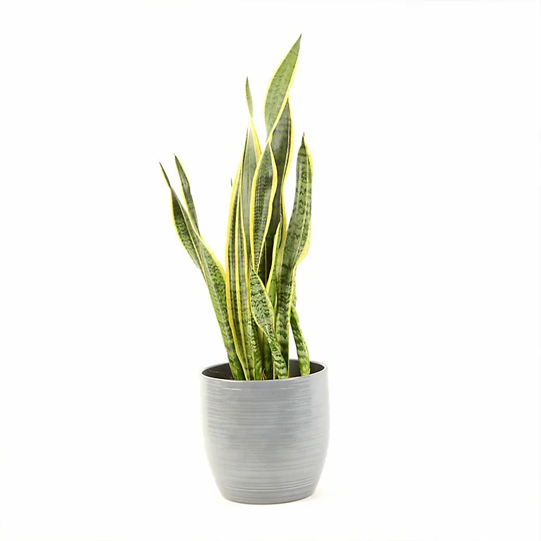 Castorama Sanseveria 21cm Avec Cache Pot Rayures Grises 3 Castorama Sanseveria 21cm Avec Cache Pot Rayures Grises
