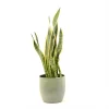 Castorama Sanseveria 21cm Avec Cache Pot Rayures Vertes 1 Castorama Sanseveria 21cm Avec Cache Pot Rayures Vertes -Terreau, gazon, traitement, végétal, semence Soldes Boutique sanseveria 21cm avec cache pot rayures vertes8720053841864 01c FR CF