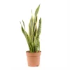 Castorama Sanseveria 21cm -Terreau, gazon, traitement, végétal, semence Soldes Boutique sanseveria 21cm8720053841840 01c FR CF