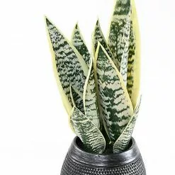 Castorama Sansevieria Artificielle H.49 Cm
