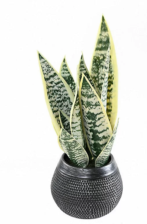 Castorama Sansevieria Artificielle H.49 Cm 3 Castorama Sansevieria Artificielle H.49 Cm