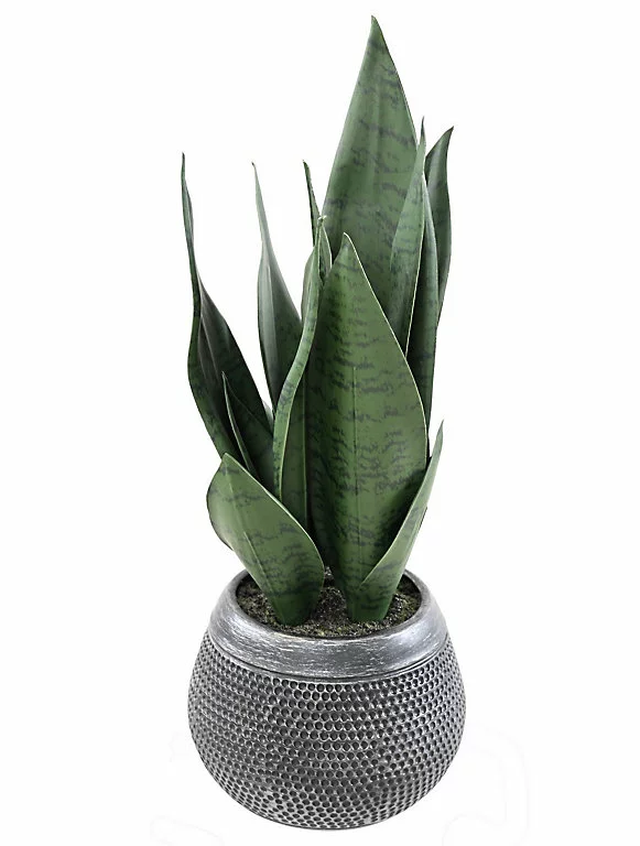 Castorama Sansevieria Verte Artificielle H.49 Cm 3 Castorama Sansevieria Verte Artificielle H.49 Cm