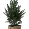 Castorama Sapin Avec Pot Naturel 14 Cm -Terreau, gazon, traitement, végétal, semence Soldes Boutique sapin avec pot naturel 14 cm5059340138459 01c