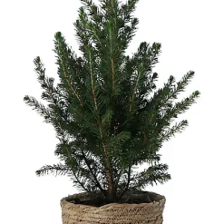 Castorama Sapin Avec Pot Naturel 14 Cm