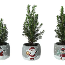 Castorama Sapin Avec Pot Noel 5,5 Cm