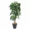 Castorama Schefflera Amata H.180 Cm 2 Castorama Schefflera Amata H.180 Cm -Terreau, gazon, traitement, végétal, semence Soldes Boutique schefflera amata h 180 cm3700543506669 01c FR CF